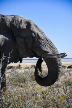 Namibië - Imposant zo dichtbij!!