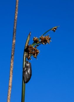 Botswana - Kikkertje