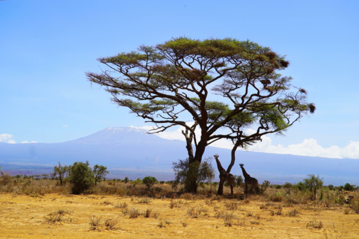Kilimanjaro - Bewakers van de Kilimanjaro