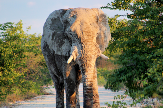 Etosha National Park - Onze nieuwsgierige vriend kwam ook een kijkje nemen