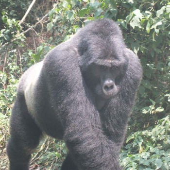 Oeganda - Berggorilla