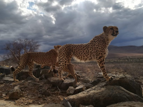 Sossusvlei - cheatha