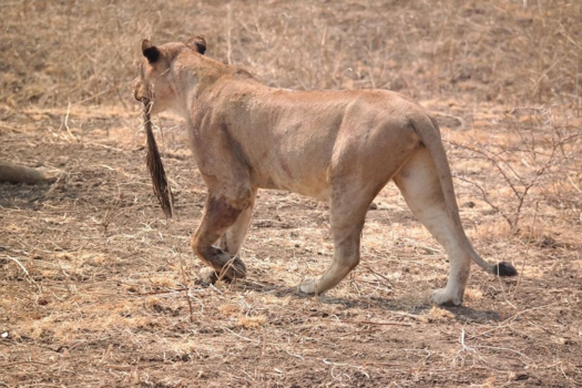Zambia - Lion with 2 tails!
