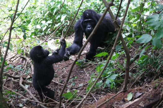 Oeganda - Just playing