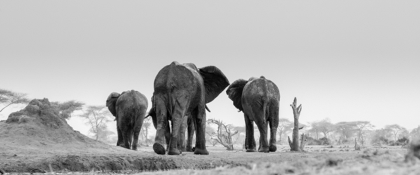 Botswana - Elephantastic