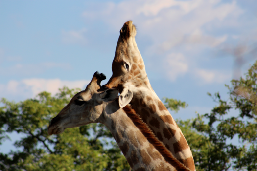 Etosha National Park