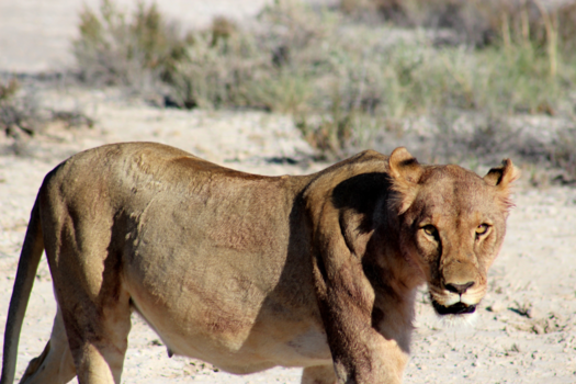 Etosha National Park
