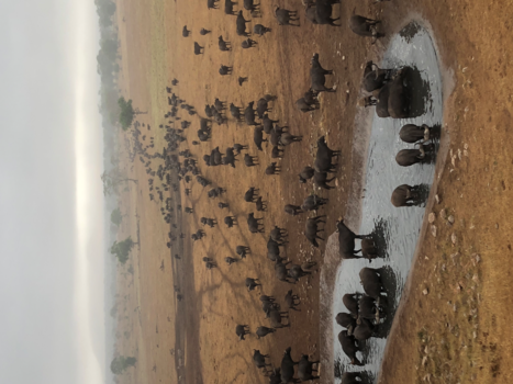 Malindi en Mombasa - Buffeltrek