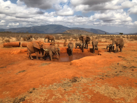 Kenia - Beautiful creatures