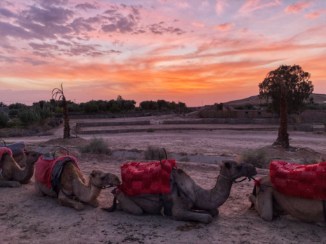 Marrakesh - Camel ride