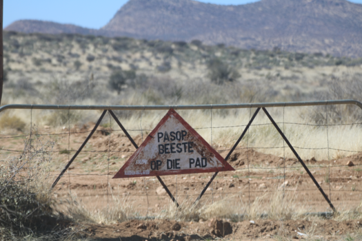 Namibië - Pas op, beestjes op de weg....
