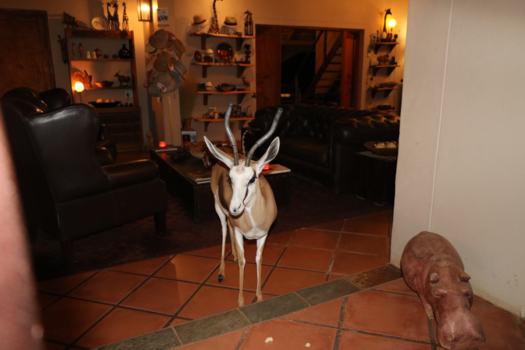 Namibië - Ook even mee komen eten aan tafel, moet kunnen dacht dit beestje