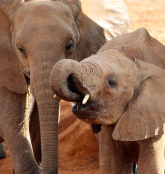 Kenia - Hello friend, you should drink more water
