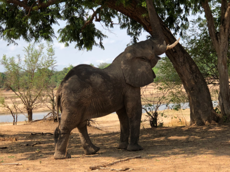 Zambia - Het echte afrika