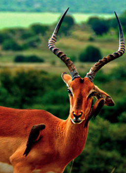 Madagaskar - Spa retraite in het dierenrijk