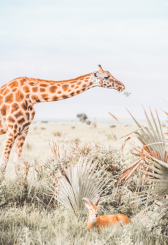 Uganda National Museum - Friends of the field.