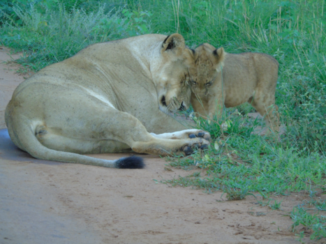 Murchison Falls national park - Pearle off Africa