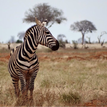 Kenia - Wildlife in Tsavo, Kenia