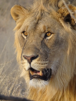 Namibië - Sprakeloos.....