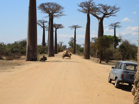 Madagaskar - allée des baobabs