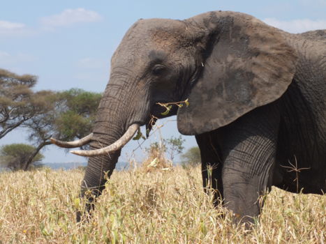 Tanzania - Self driving and explore - Tangire