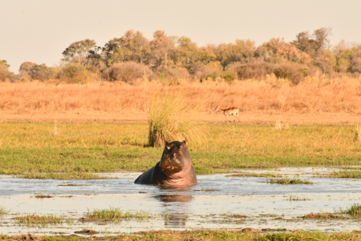 Botswana - Zie jij mij , zie ik jouw