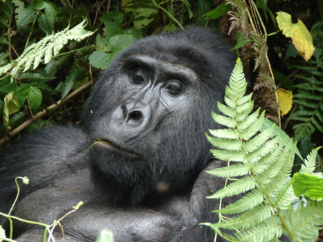 Kibale National Park - Relaxen.