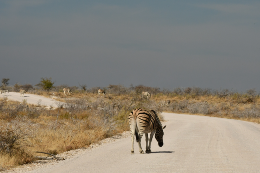 Botswana - Zo mooi deze zebra populatie