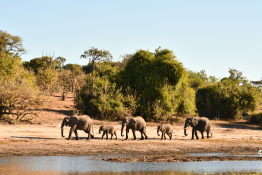 Botswana - Heeel veeel olifanten