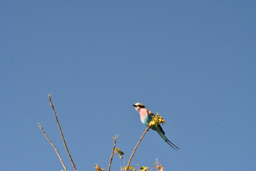 Botswana - Veel prachtige vogels