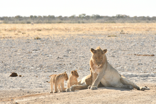 Botswana - Leeuwen met welpjes