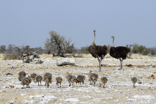 Etosha National Park - Met de hele familie op stap