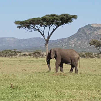Tanzania - Tanzania ♥️