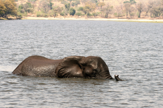 Chobe National Park - Snorkelend de rivier over