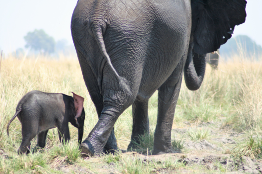 Chobe National Park - Olifantje van < 1 week oud volgt zijn moeder.