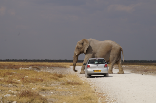Etosha National Park - Onverwacht dichtbij...