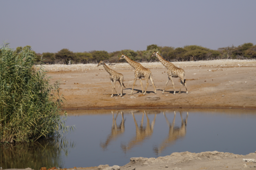 Etosha National Park - drie musketiers