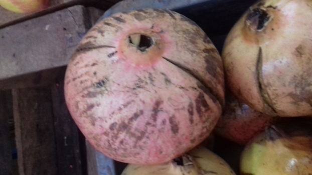 Agadir - Hoezo groot