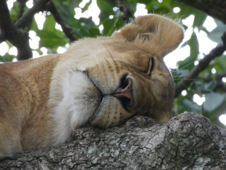 Serengeti National Park - Sleeping beauty