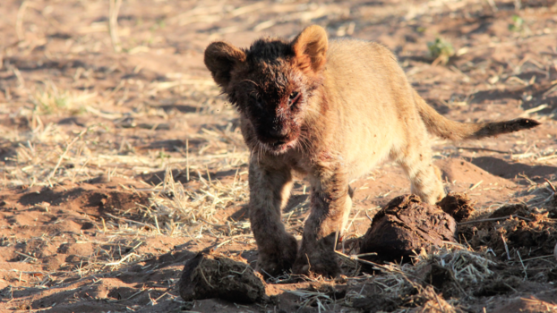 Chobe National Park - de kleine koning