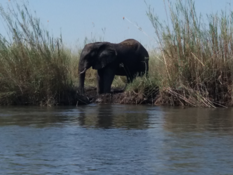 Okavango Delta - Ochtend douche in de Okovangadelta.