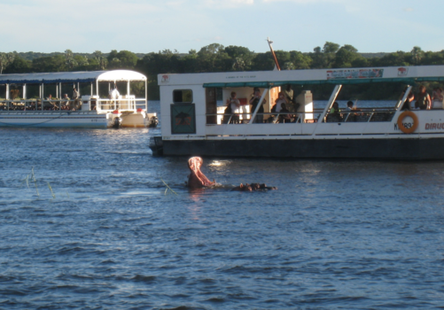 Zambia - Lekker ongegeneerd gapen @Zambezi River