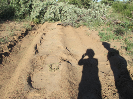 Botswana - Kunnen niet verder stoute olifanten. Als je goed kijkt zie je de afdrukken van hun voeten.