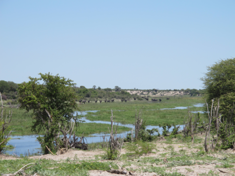 Botswana - Olifanten langs de riviet Boteti.