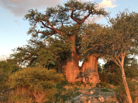 Botswana - Een prachtige Baobab boom met zons ondergang.