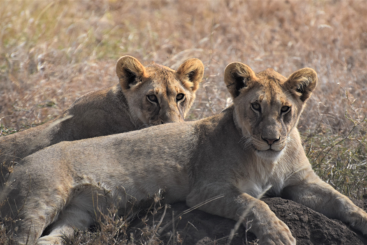 Serengeti National Park - leeuwenwelpjes