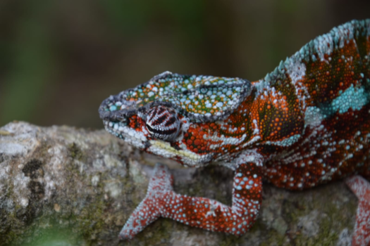 Madagaskar - Kameleon