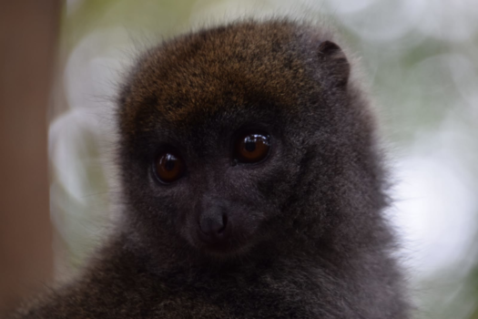 Madagaskar - Lemuur