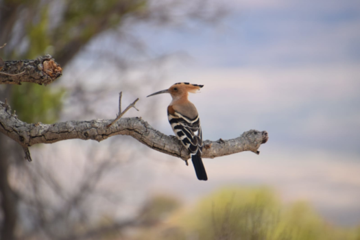 Madagaskar - Vogel gespot
