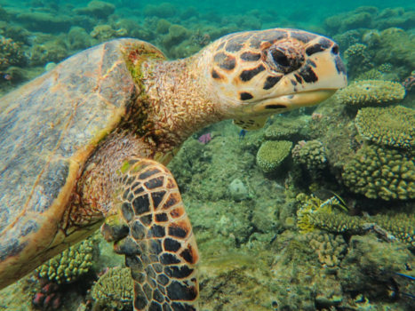 Rode Zee - Ook een goede morgen.